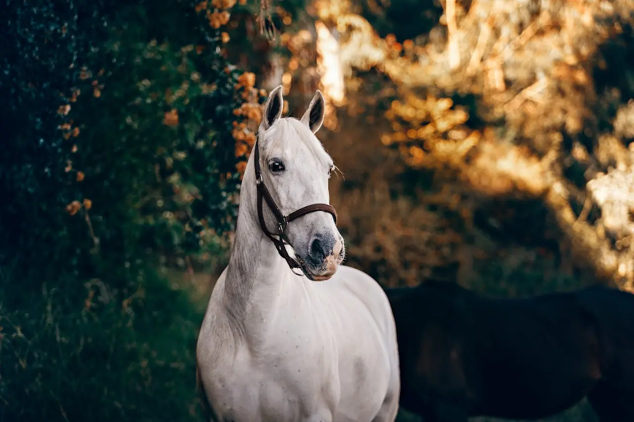 Assicurazione cavalli: cos’è e cosa copre la polizza sanitaria per il cavallo